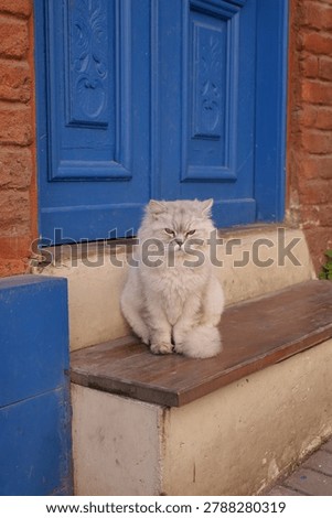 Cat sitting on a step in front of a blue door