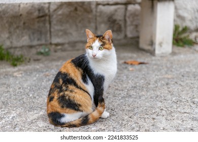 Cat sitting on the street. Croatian cat in traditional village. Three color cat. - Powered by Shutterstock