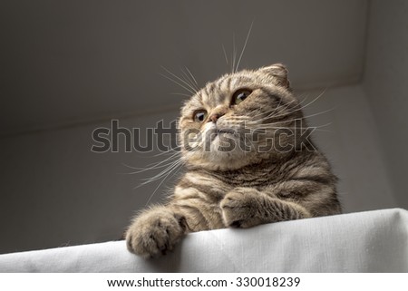 cat sitting on a table, legs dangling as if standing on the podium and acts
