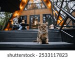 Cat sitting on the terrace steps of wooden A-frame cabin, creating a cozy and rustic forest ambiance