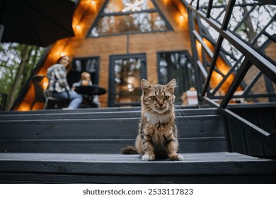 Cat sitting on the terrace steps of wooden A-frame cabin, creating a cozy and rustic forest ambiance - Powered by Shutterstock