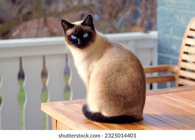 a cat sitting on top of a wooden table, aesthetic siamese cat, beautiful cat, a full portrait of nordic female, photo of a cat