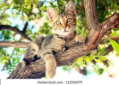  A Cat sitting on a tree