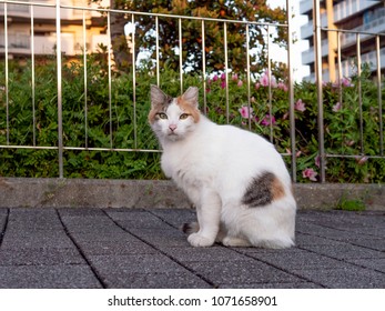 Cat Sitting On Walkway And Looking At Camera