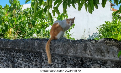 Cat sitting on wall in peaceful village of a Maldives island. - Shutterstock ID 1026445570
