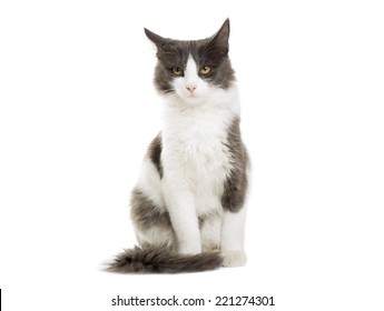 Chat Noir Et Blanc Images Stock Photos Vectors Shutterstock