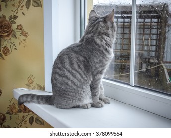 Cat Sitting On The Window