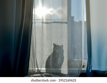The cat is sitting on the window and through the curtain you can see his shadow, a silhouette. Bright sunny day outside the window