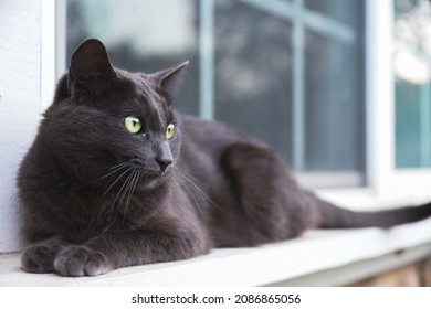 Cat Sitting On A Windowsill Outside In Summer