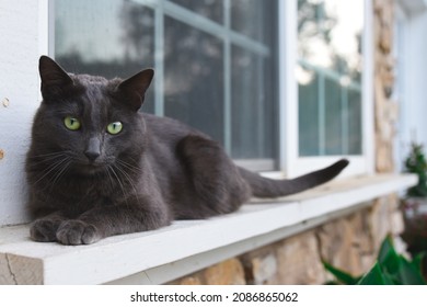 Cat Sitting On A Windowsill Outside In Summer