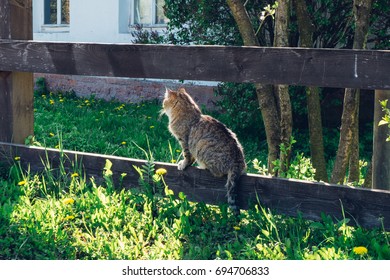 4 Walkingcat Images, Stock Photos & Vectors | Shutterstock