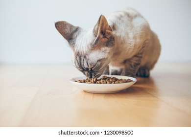 Cat Is Sitting On The Wooden Floor And Eating Adult Light Diet Dry Food With Less Calories From The Plate. High Quality Ingredients And Weight Control Balanced Pet Foods. Selective Focus