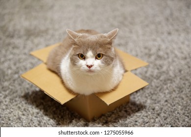 Cat Sitting In A Small Cardboard Box And Looking Towards Camera