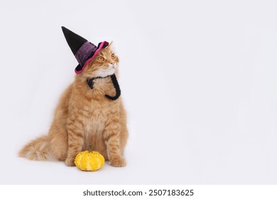 Cat is sitting with a small pumpkin, wearing a witch hat. Halloween theme. space for text. Halloween, witch, pumpkin. Ginger cat wearing a witch hat. Halloween greeting card.  - Powered by Shutterstock