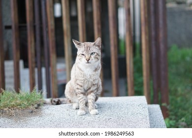 A Cat Sitting Up Straight And Blinking One Eye.