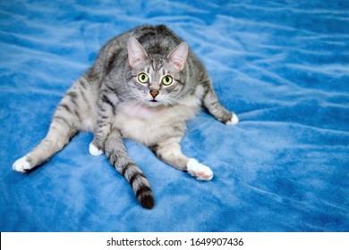 9,700 Cat position Images, Stock Photos & Vectors | Shutterstock