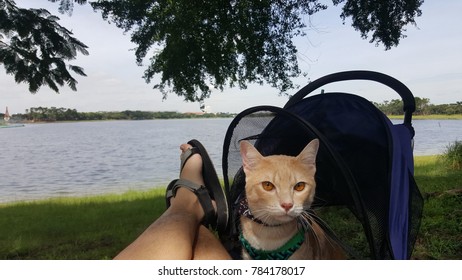 Cat Sitting In A Stroller.