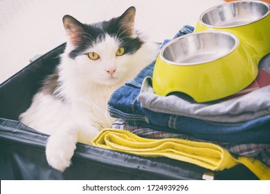 Cat Sitting In The Suitcase Or Bag And Waiting For A Trip. Travel With Pets Concept