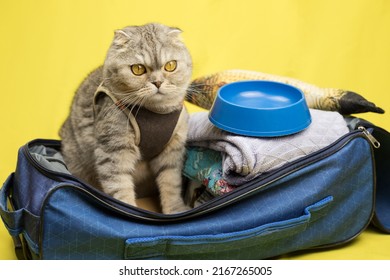 The cat is sitting in a suitcase, fully assembled for a vacation trip, isolated on a yellow background. The concept of traveling with pets