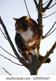 cat sitting in a tree
