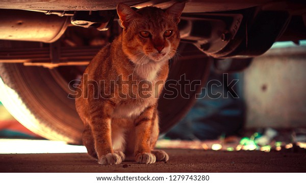 Cat sitting under the\
car