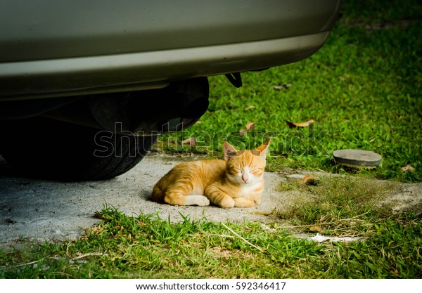 a cat sitting under a\
car