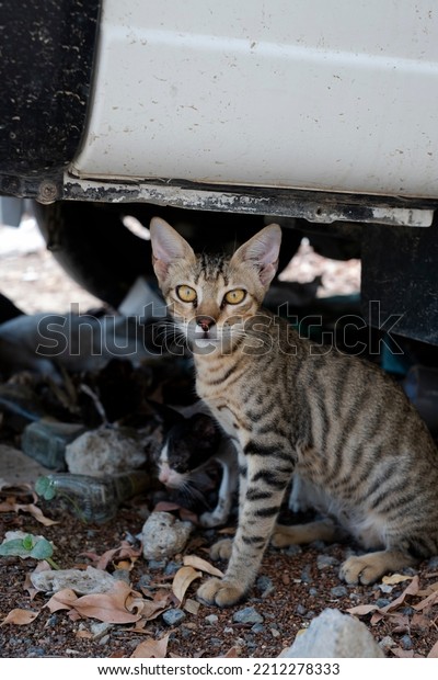 The\
cat sitting under the car is blurring the cat\
behind.