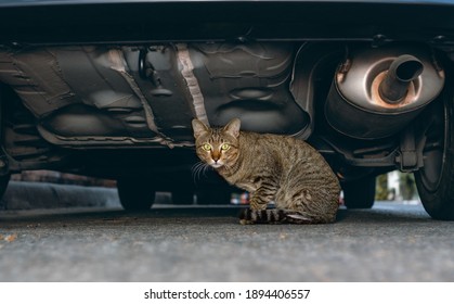 A Cat Sitting Under The Car In The Street 