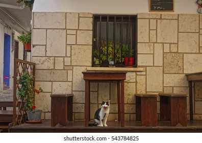 Cat sitting under the wooden table near street cafe and shows tongue. Flowers in pots. Europe, Spain, Peniscola, old town.
					 - Powered by Shutterstock