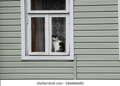 Cat sitting in the window