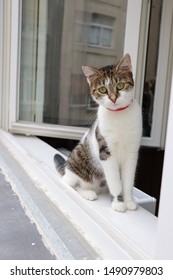 Cat sitting in the window