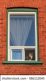 cat sitting in a window