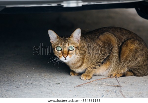 A cat sitting/lying under\
the car