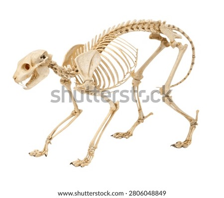 Cat skeleton anatomical model isolated on white background