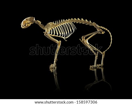 Cat Skeleton isolated on black background
