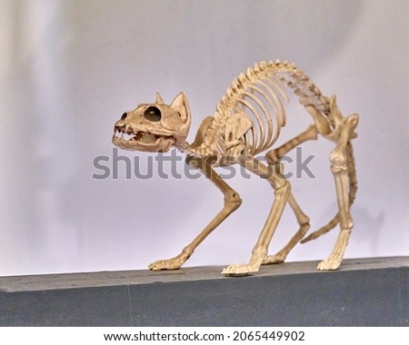 Cat skeleton on gray wall background. Animals theme