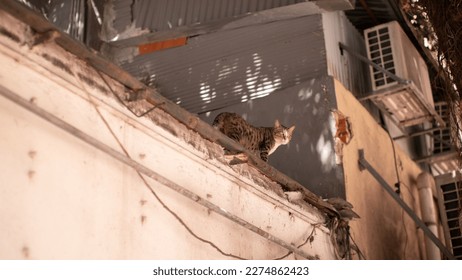 Cat Skimming the Rooftop Overlook - Shutterstock ID 2274862423