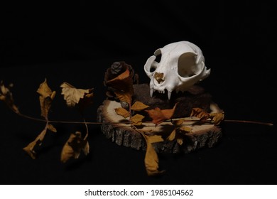 Cat Skull Aesthetic Dark Art!