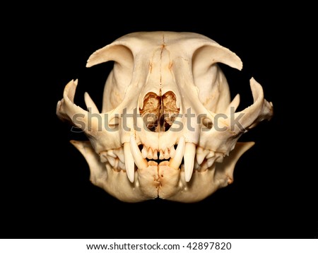 Cat skull (Felis silvestris catus).