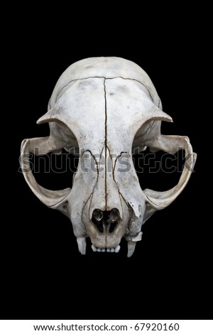 Cat skull isolated on a black background