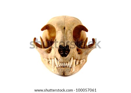 cat skull isolated on the white background