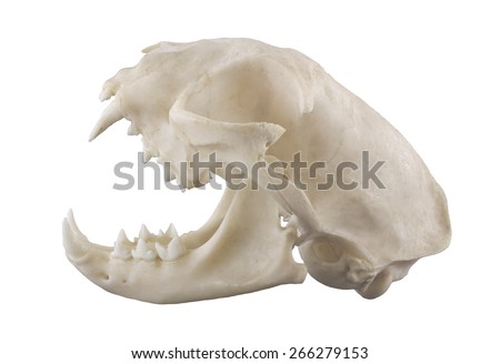 Cat skull isolated on a white background