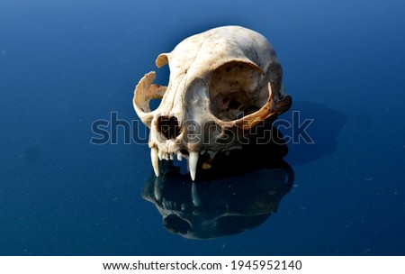 A cat skull on the hood of a car studies bones teeth from multiple sides. a scary creature in a man's hand scares the superstitious driver. skull on a green background with reflection mirroring