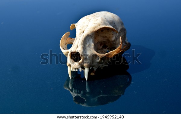 A cat skull on the hood of a car studies bones\
teeth from multiple sides. a scary creature in a man\'s hand scares\
the superstitious driver. skull on a green background with\
reflection mirroring