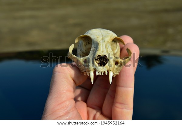 A cat skull on the hood of a car studies bones\
teeth from multiple sides. a scary creature in a man\'s hand scares\
the superstitious driver. skull on a green background with\
reflection mirroring