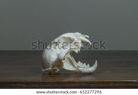 cat skull on table
