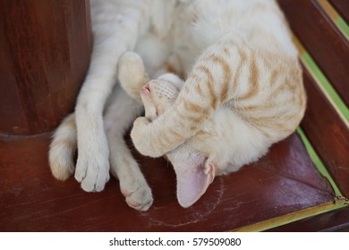 Cat sleep