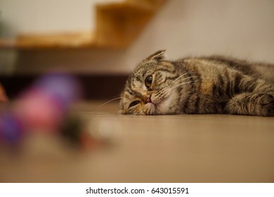 The cat sleep