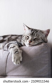 Cat Sleep Calm And Relax On Cloth Sofa Gray Color, American Shorthair Classic Silver, Backdrop Of White Wallpaper In Living Room With Copy Space, Pets With Furniture And Home Decoration Minimal Style.