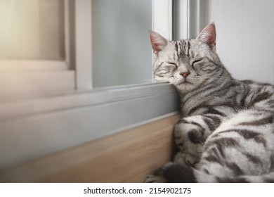Cat sleep calm and relax on the floor near the door is open or glass window frame with afternoon sunshine, American shorthair feline breed classic silver color lying in living room with copy space. - Shutterstock ID 2154902175